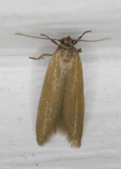 Holcocera immaculella