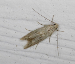 Blastodacna bicristatella