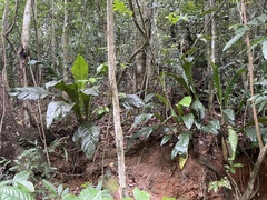 Anthurium crenatum