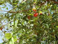 Capparis zeylanica