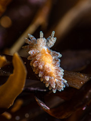 Caldukia affinis