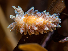 Caldukia affinis