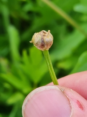 Dasineura traili