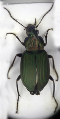 Chlaenius nigricornis