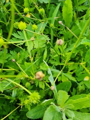 Dasineura traili