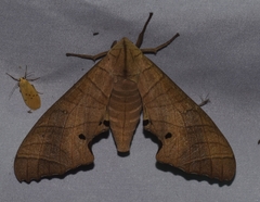 Marumba