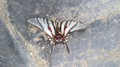 Protographium epidaus fenochionis