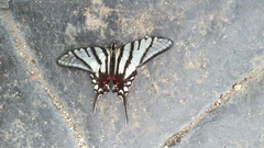Protographium epidaus fenochionis