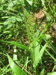 Dichanthelium polyanthes