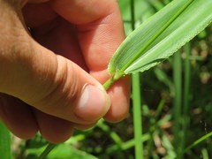 Dichanthelium polyanthes