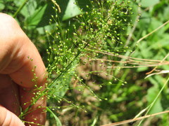 Dichanthelium polyanthes