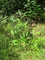 Dichanthelium polyanthes