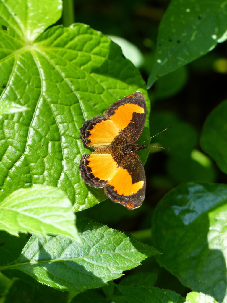 Vanessula milca