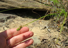 Carex hirsutella