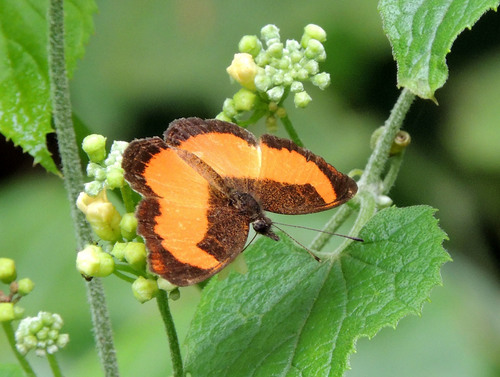 Lady's Maid Butterfly