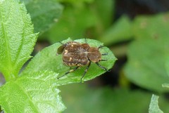 Goliathopsis ferreroi