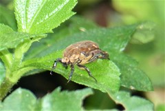 Goliathopsis ferreroi