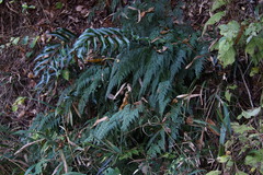 Onychium japonicum
