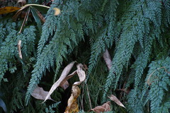 Onychium japonicum