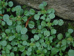 Pilea peploides major