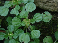 Pilea peploides major