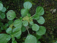 Pilea peploides major