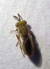 Tanaostigmodes howardii