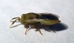 Tanaostigmodes howardii