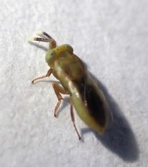 Tanaostigmodes howardii