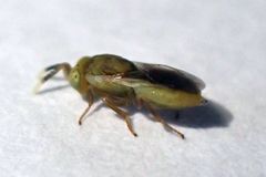 Tanaostigmodes howardii