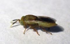 Tanaostigmodes howardii