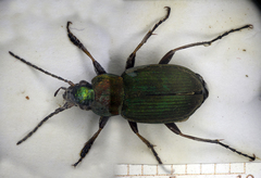Chlaenius nigricornis