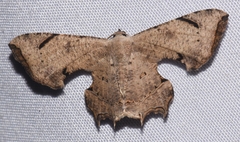 Calledapteryx dryopterata