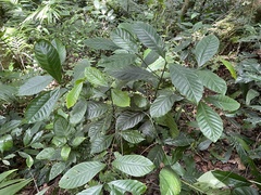 Coffea liberica