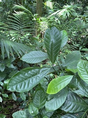 Coffea liberica