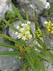 Asclepias nivea