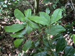 Aiouea montana