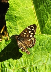 Pararge aegeria