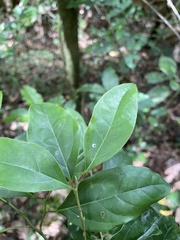Aiouea montana