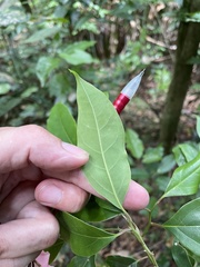 Aiouea montana