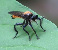 Laphria sericea