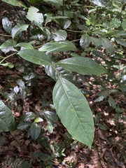 Ocotea floribunda