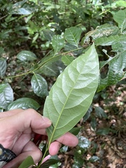 Ocotea floribunda