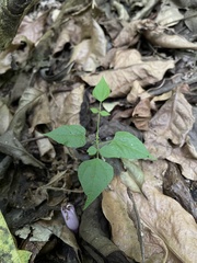 Rhynchosia phaseoloides