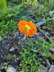 Papaver cambricum
