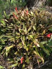 Billbergia amoena