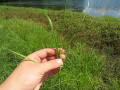 Carex tribuloides sangamonensis
