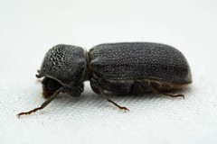 Apatides fortis