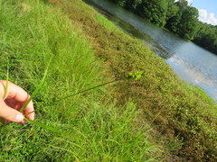 Carex tribuloides sangamonensis