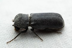 Apatides fortis